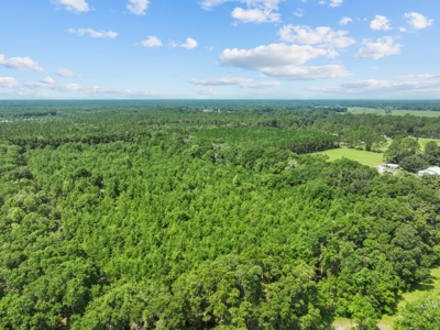 Planted Pines For Sale! High Springs Florida! - image 24