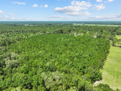 Planted Pines For Sale! High Springs Florida! - image 26