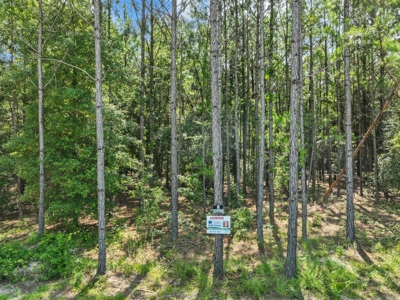 Planted Pines For Sale! High Springs Florida! - image 7