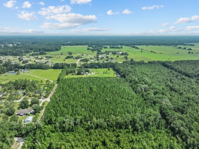 Planted Pines For Sale! High Springs Florida! - image 13