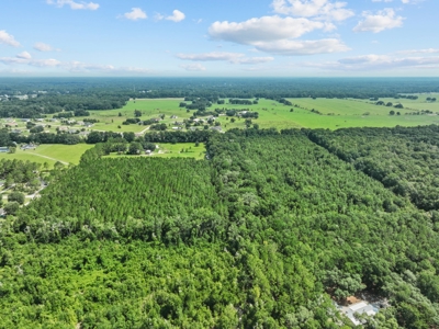 Planted Pines For Sale! High Springs Florida! - image 14