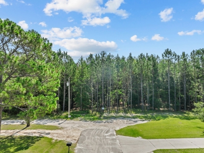 Planted Pines For Sale! High Springs Florida! - image 8