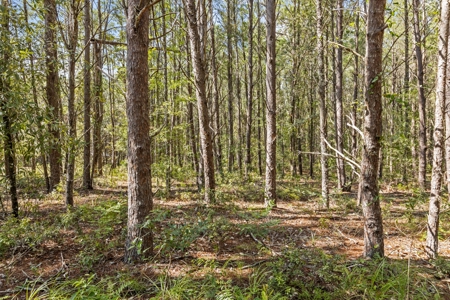 Planted Pines For Sale! High Springs Florida! - image 9