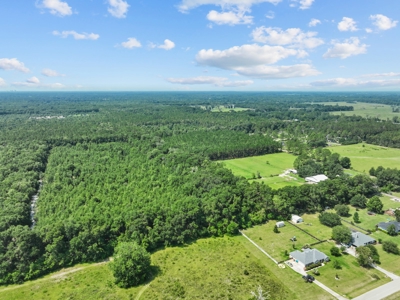 Planted Pines For Sale! High Springs Florida! - image 18