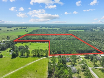 Planted Pines For Sale! High Springs Florida! - image 4