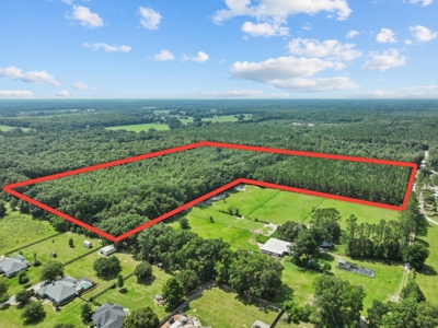 Planted Pines For Sale! High Springs Florida! - image 3