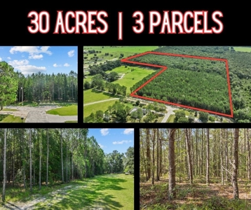 Planted Pines For Sale! High Springs Florida! - image 28