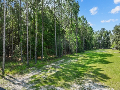 Planted Pines For Sale! High Springs Florida! - image 5