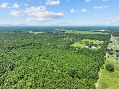 Planted Pines For Sale! High Springs Florida! - image 17