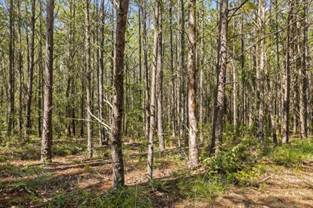 Planted Pines For Sale! High Springs Florida! - image 10