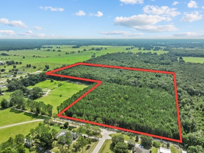 Planted Pines For Sale! High Springs Florida! - image 1