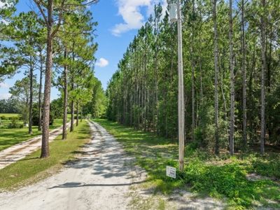 Planted Pines For Sale! High Springs Florida! - image 6