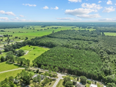 Planted Pines For Sale! High Springs Florida! - image 12