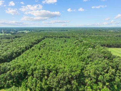 Planted Pines For Sale! High Springs Florida! - image 23