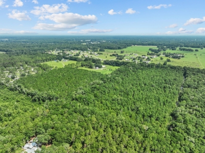 Planted Pines For Sale! High Springs Florida! - image 15