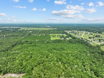 Planted Pines For Sale! High Springs Florida! - image 16