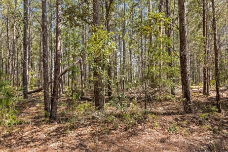 Planted Pines For Sale! High Springs Florida! - image 11