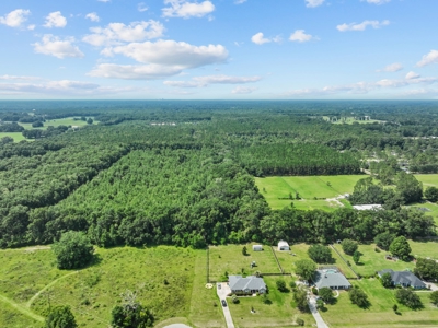 Planted Pines For Sale! High Springs Florida! - image 19