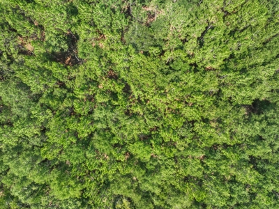 Planted Pines For Sale! High Springs Florida! - image 27