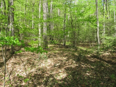 Wooded Off Grid Land Adjoining National Forest, Damascus VA! - image 25