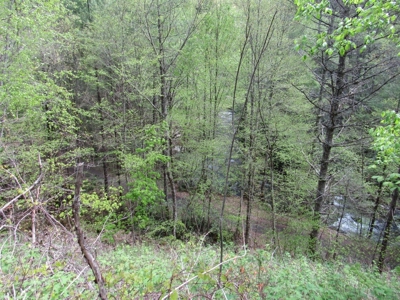 Wooded Off Grid Land Adjoining National Forest, Damascus VA! - image 26