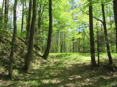 Wooded Off Grid Land Adjoining National Forest, Damascus VA! - image 22