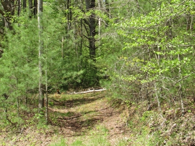 Wooded Off Grid Land Adjoining National Forest, Damascus VA! - image 28