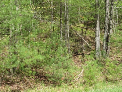 Wooded Off Grid Land Adjoining National Forest, Damascus VA! - image 30