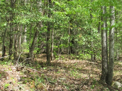 Wooded Off Grid Land Adjoining National Forest, Damascus VA! - image 24