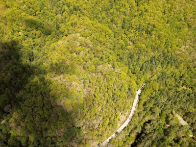 Wooded Off Grid Land Adjoining National Forest, Damascus VA! - image 8