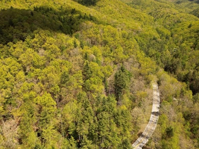 Wooded Off Grid Land Adjoining National Forest, Damascus VA! - image 15