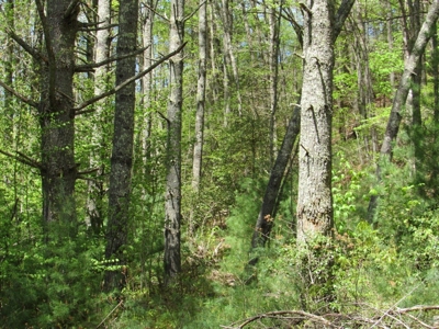 Wooded Off Grid Land Adjoining National Forest, Damascus VA! - image 29