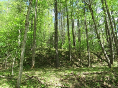 Wooded Off Grid Land Adjoining National Forest, Damascus VA! - image 19