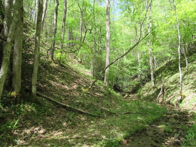 Wooded Off Grid Land Adjoining National Forest, Damascus VA! - image 21