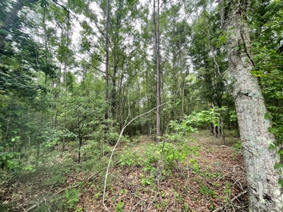 Holly Hill 207 - image 6