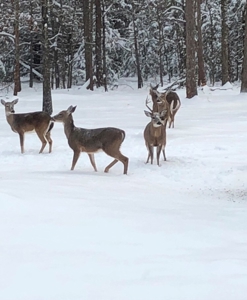 Cedar Lake Cabin - Adjoining National Forest - image 34