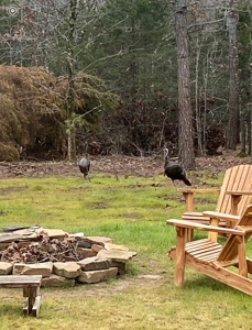 Cedar Lake Cabin - Adjoining National Forest - image 33