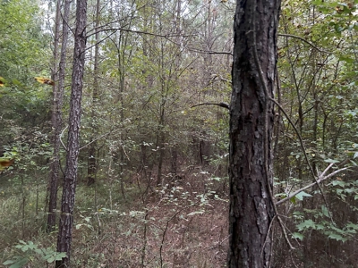 Timber Parcel W/ Utilities on Road near Gurdon, AR for Sale - image 7