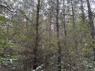 Timber Parcel W/ Utilities on Road near Gurdon, AR for Sale - image 6