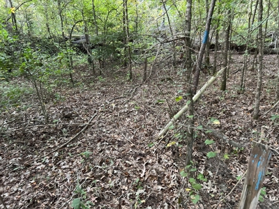 Timber Parcel W/ Utilities on Road near Gurdon, AR for Sale - image 2