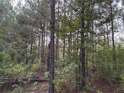 Timber Parcel W/ Utilities on Road near Gurdon, AR for Sale - image 8