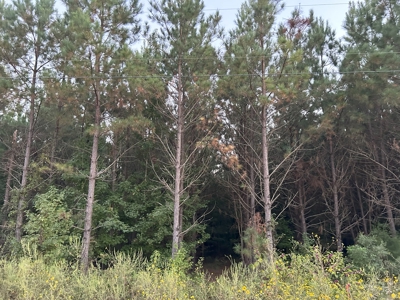 Timber Parcel W/ Utilities on Road near Gurdon, AR for Sale - image 9