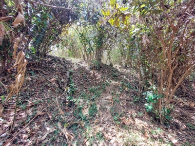 Coastal Titled and RoP land for Sale, Bocas del Toro - image 8