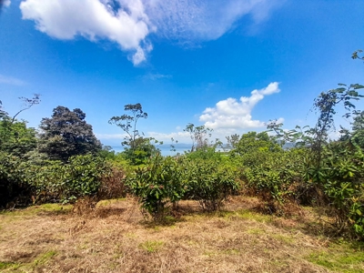 Coastal Titled and RoP land for Sale, Bocas del Toro - image 12