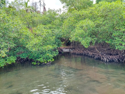 Coastal Titled and RoP land for Sale, Bocas del Toro - image 9