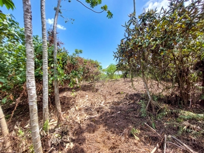 Coastal Titled and RoP land for Sale, Bocas del Toro - image 13