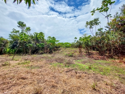Coastal Titled and RoP land for Sale, Bocas del Toro - image 6