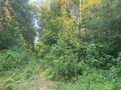 Hardwood Land W/ Creek on Lawson Road for Sale Union Co., AR - image 3