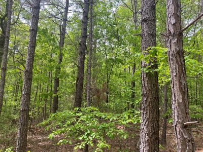 Hunting Land For Sale In Tn. Year Round Water, 107.977 Acres - image 22