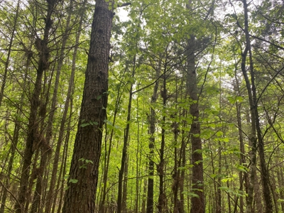 Hunting Land For Sale In Tn. Year Round Water, 107.977 Acres - image 31